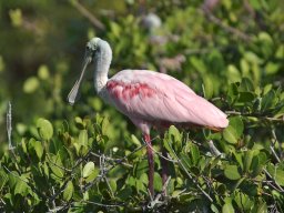 Florida_2007-2008-041